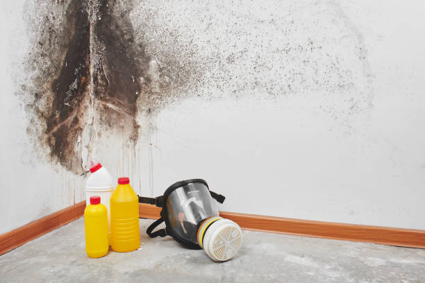 Best Black Mold Removal  in Fifth Street, TX