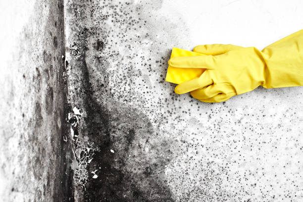 Mold Removal Process in Fifth Street, TX