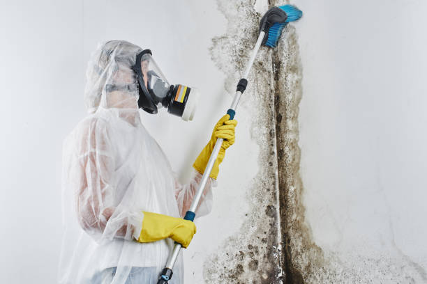 Mold Testing and Removal in Fifth Street, TX