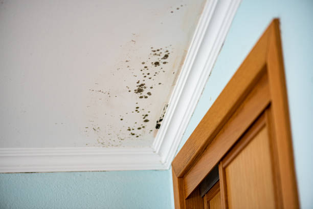 Best Commercial Mold Removal  in Fifth Street, TX