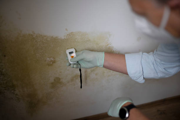 Best Black Mold Removal  in Fifth Street, TX