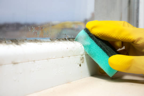 Best Attic Mold Removal  in Fifth Street, TX