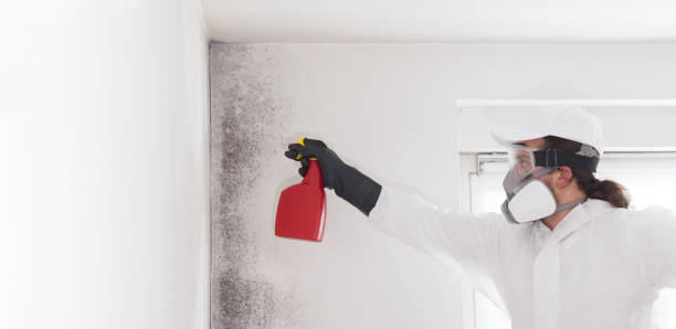 Best Certified Mold Removal  in Fifth Street, TX