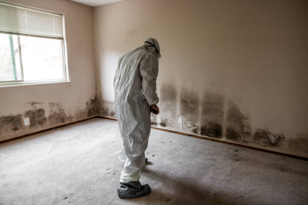 Best Emergency Mold Removal  in Fifth Street, TX