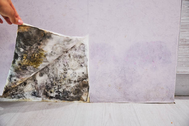 Fifth Street, TX Mold Removal Company
